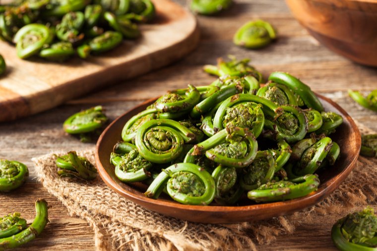 What Are Fiddlehead Ferns?